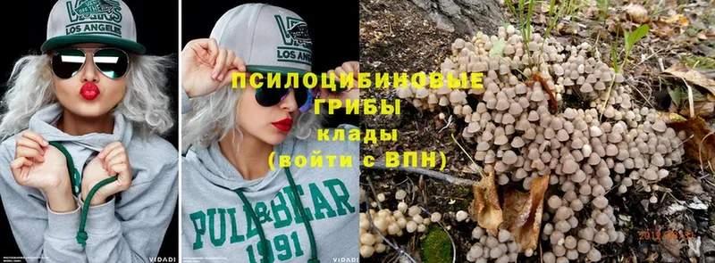 Псилоцибиновые грибы Psilocybe  купить закладку  Володарск 